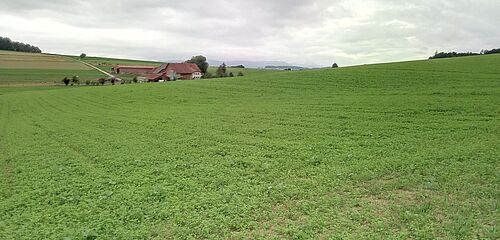 Prairie semée avec luzerne d'environ 20 à 25 cm de hauteur