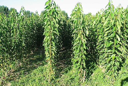 Jeunes cerisiers sans ramifications, qui font environ 1 m 50 de hauteur, plantés très étroitement.