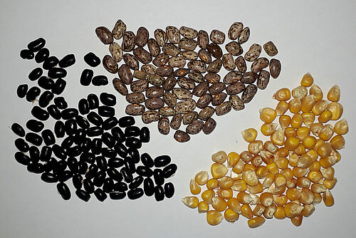 Trois petits tas de semences sur une feuille blanche, dont deux tas de semences de haricot et un tas de semence de maïs. 