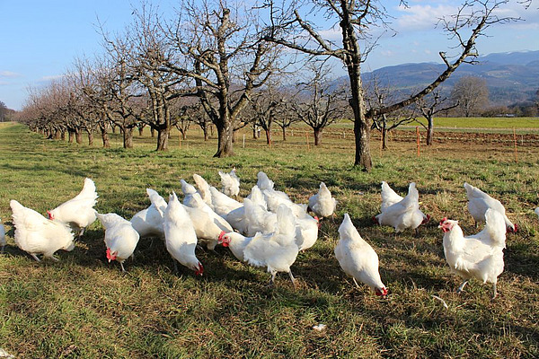 poules entre les arbres