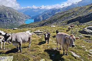 Vaches sur un alpage pierreux avec un lac en arrière-plan.