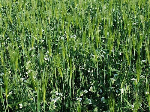 Gerste und Eiweisserbsen in Mischkultur in Blüte