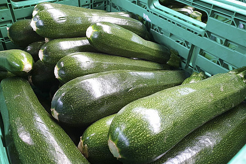 Des courgettes dans une caisse verte.