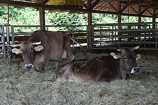 Deux vaches laitières à cornes sont couchées dans un box à litière profonde.