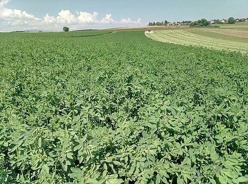 Champs de luzerne partiellement récolté