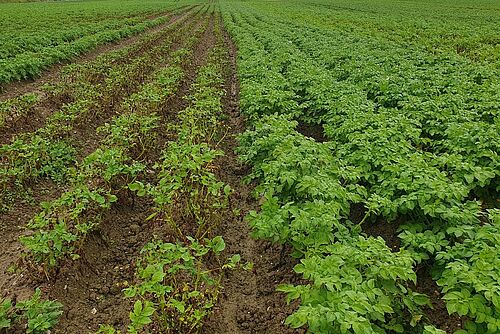 Champ avec deux sortes de plantes vivaces de pommes de terre, à droite vigoureuses et vertes, à gauche fortement réduites en raison d'une attaque de maladie.