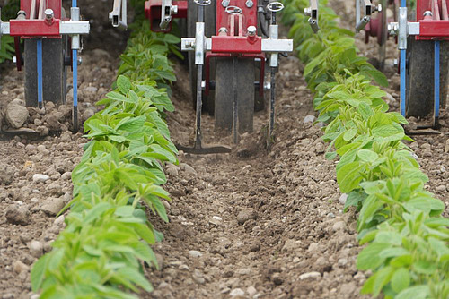 sarcleuse en train de désherber des rangs de soja