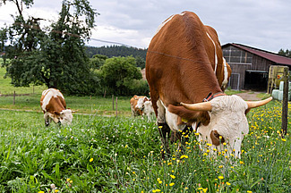 Gros plan sur une vache tachetée à cornes qui paît dans une prairie fleurie.
