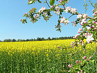 Culture associée de pois et d'orge avant la floraison