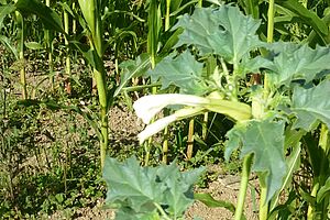 Pplante de 1 m de haut avec une grande fleur blanche. A l'arrière-plan, plantes de maïs.