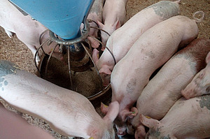 [Translate to Französisch:] Ferkel von oben um einen Futtertrog