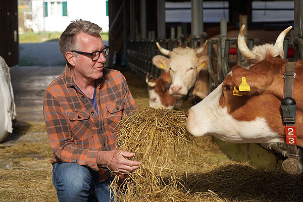 Christophe Notz donne du foin à une vache.