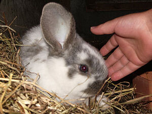 Jeune lapin