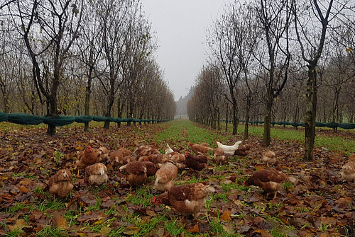 poules dans un verger de noisetiers.
