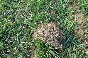 Une motte d'herbe entièrement desséchée dans une jeune culture de blé.