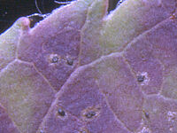 Petites taches nécrotiques sombres sur la surface supérieure des feuilles avec les acervules (forme sexuée) de forme ovale à ronde dans lesquels les spores sont formées pour la suite de la propagation du champignon. Photo: FiBL