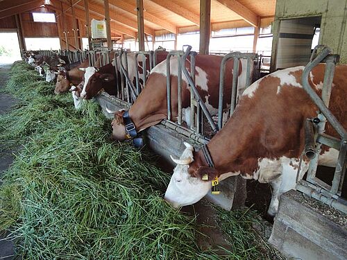 Kühe im Laufstall im Fanggitter beim Grasfressen