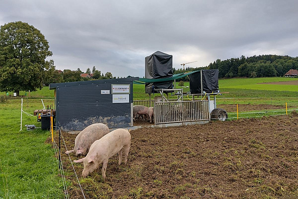 Au premier plan, deux porcs d'engraissement fouillant dans le pâturage, à l'arrière-plan, la porcherie mobile.