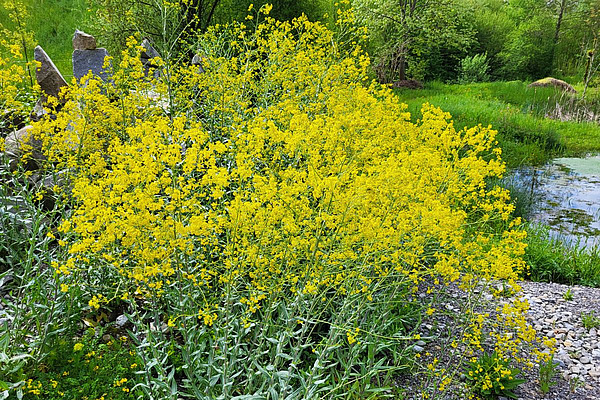 Plante sauvage à fleurs jaunes.