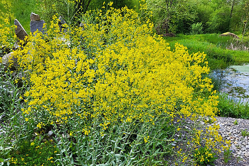 Plante sauvage à fleurs jaunes.
