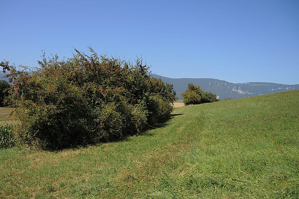 Eine Hecke auf einer Wiese.