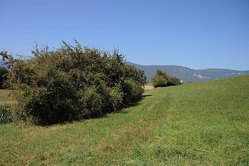 Eine Hecke auf einer Wiese.
