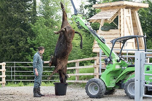 Une génisse mise à mort et son propriétaire dans un enclos de pâturage.