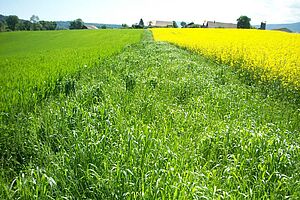 À droite, un colza en fleur; au milieu, de l'herbe: à gauche, un épeautre (encore bien vert).