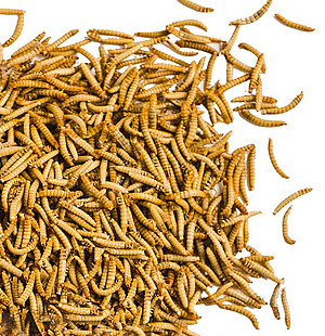 Larves d'insectes