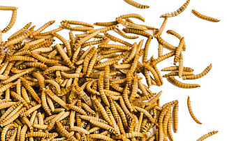 larves d'insectes.