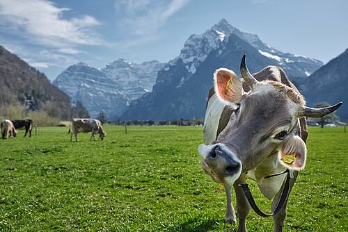 Une vache sur une plaine verte devant des montagnes enneigées