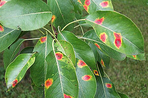 Taches brunes sur feuilles de poirier.