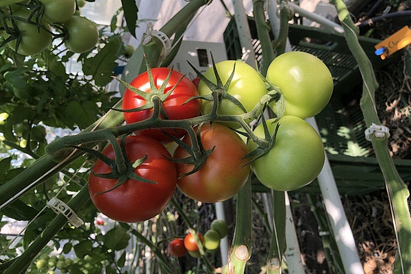 Gros plan sur une grappe de tomates comprenant deux tomates rouges, une orange et trois vertes.