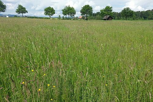 Une vaste prairie avec des graminées à fleur