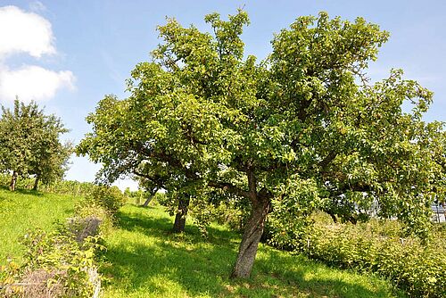 Fruitier haute-tige à côté d'une bande fleurie