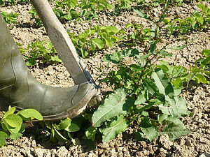 Photo: FiBL, Maurice Clerc Un homme arrache un rumex avec une fourche à rumex.