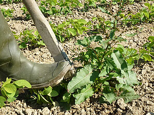 Un homme arrache un rumex avec une fourche à rumex.