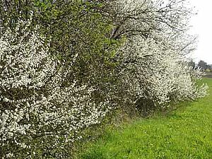 Une haie garnie de fleurs blanches