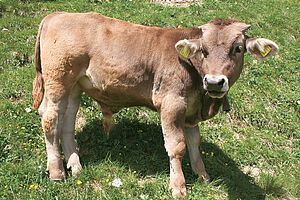 Veau de taureau au pâturage