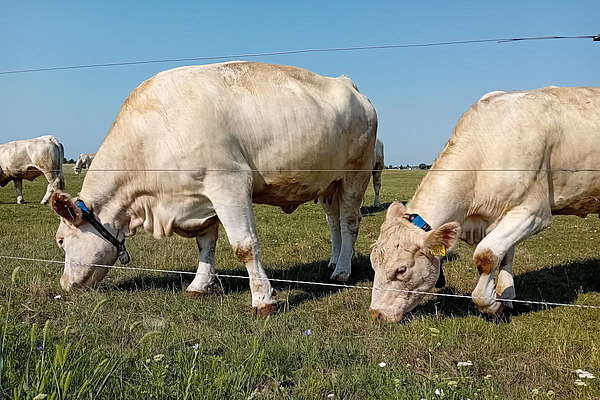 Des vaches blanches en train de paître, équipées de capteurs fixés à leur collier.
