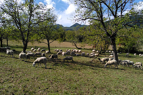 troupeau de moutons pâturant sous les noyers