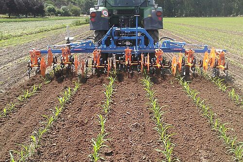 Sarcleuse bleu et jaune derrière un tracteur dans une culture de maïs.