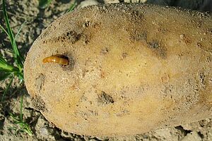 Un tubercule de pomme de terre avec un ver fil de fer à moitié dedans et à moitié dehors.