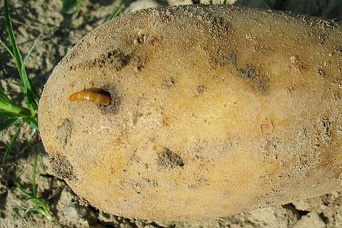 Tubercule de pomme de terre avec un ver fil de fer qui dépasse