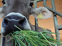 une vache avec de l'herbe dans sa bouche