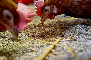 deux poules qui picorent les grains