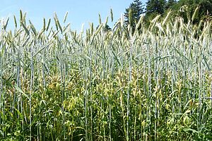 plantes encore bien veretes de triticale en mélange.Upinen- und Triticalepflanzen gemischt, im Monat Juni.