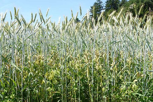 Plantes vertes de lupin et de triticale, en juin.