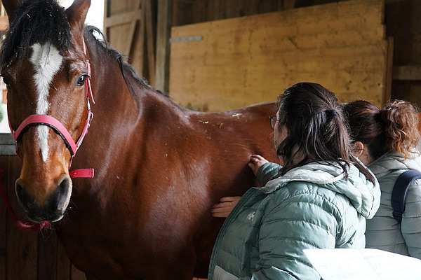 Deux participantes palpent le cheval à la recherche de depôts de graisse.