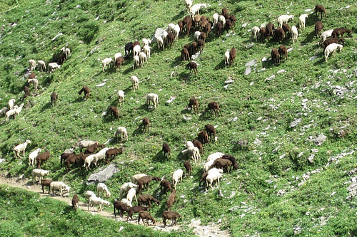 Vue sur un troupeau de moutons dans un alpage.